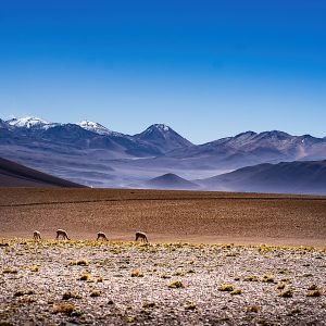 VICUÑAS EN LA PUNA DE ARGENTINA