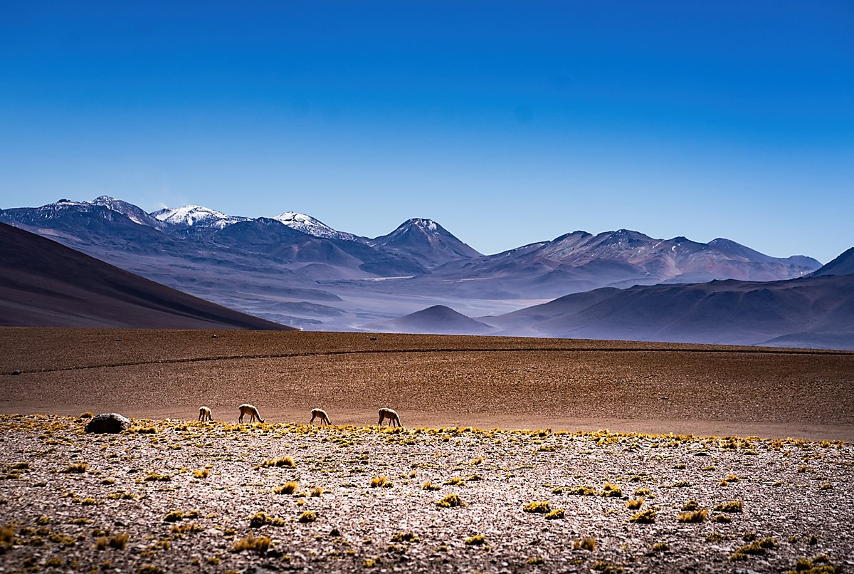 VICUÑAS EN LA PUNA DE ARGENTINA