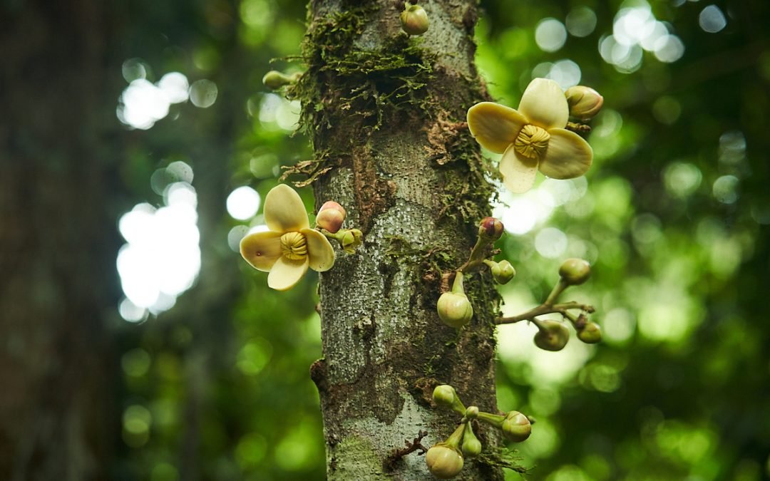 SELVA DEL MANU