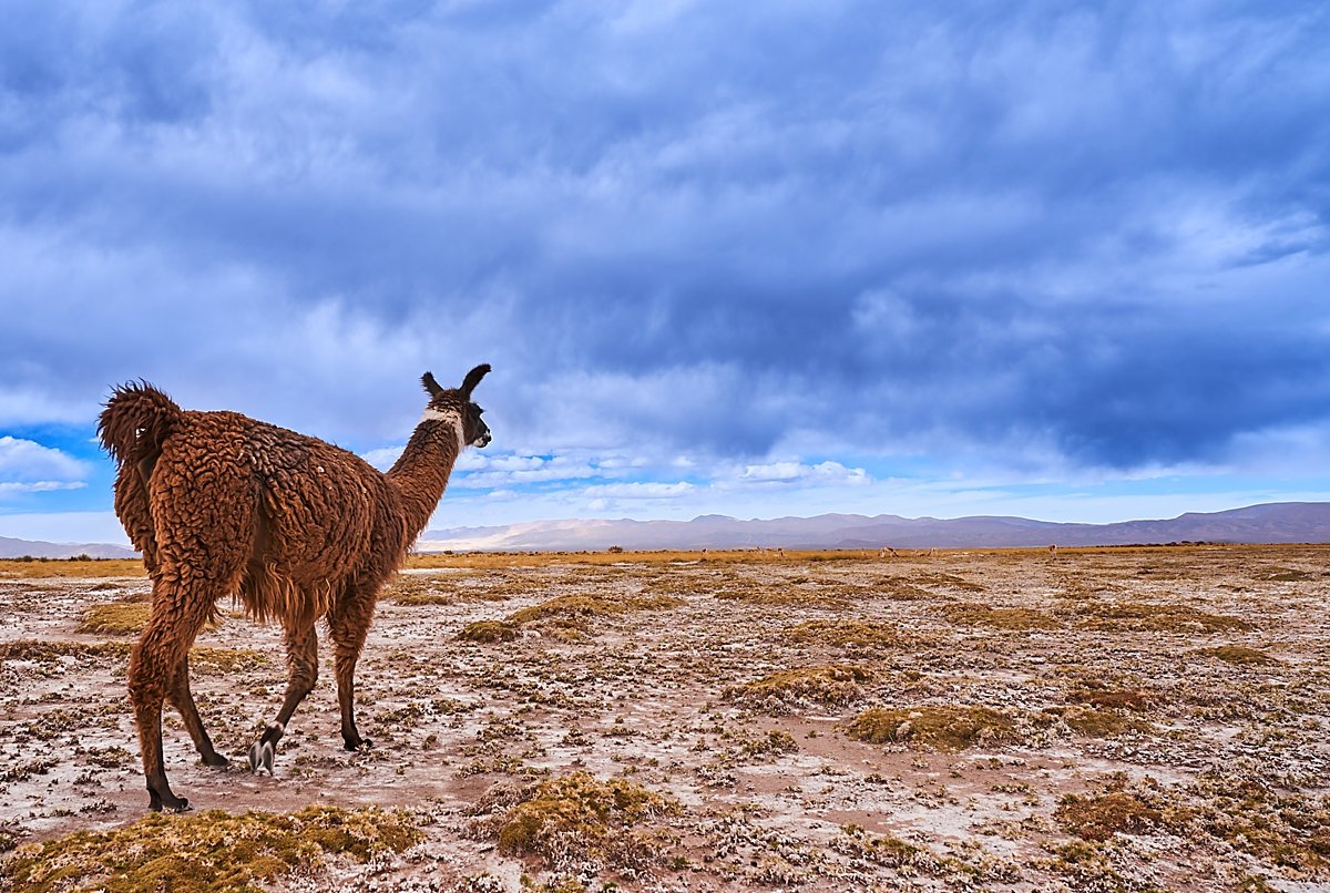 Llama en el Páramo de Argentina - Imagen 2